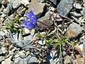 Wales-Nome 221